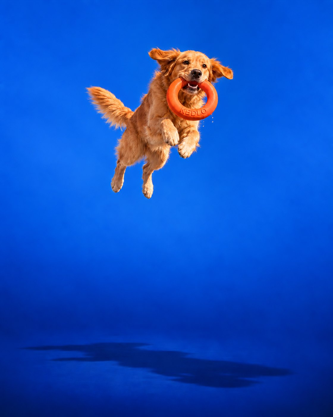A golden retriever leaps with an orange chew ring in its mouth, blue background